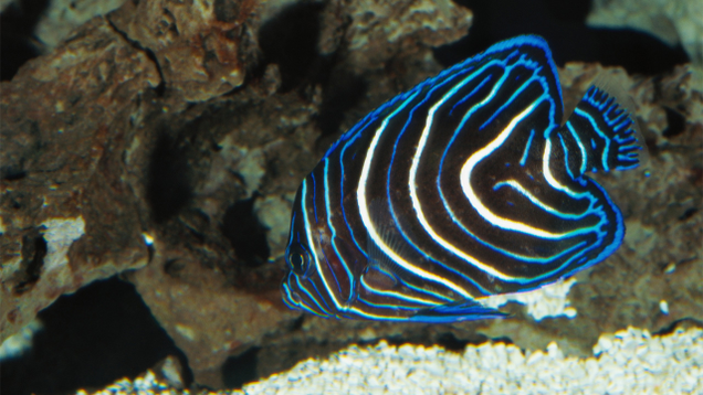 Illustration for article titled If You Don’t Like Any Of The Beautiful Fish In This List, Tell Us And We’ll Eat Them